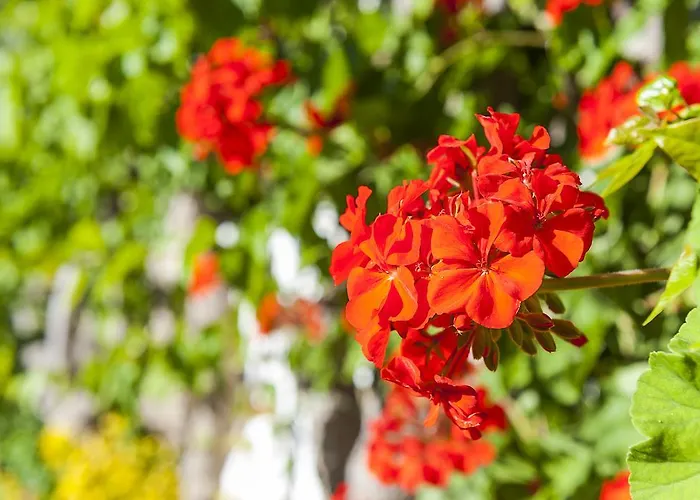 Ilios Adults Only Апарт-отель 3*