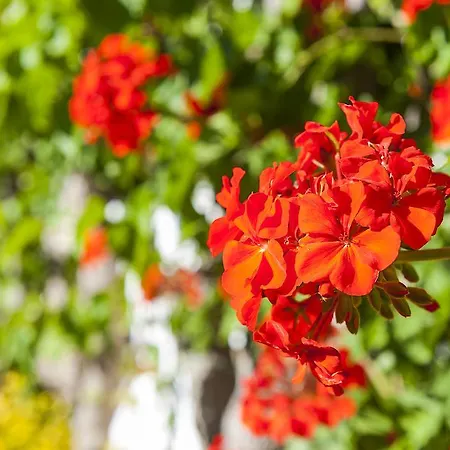 Ilios Beach Hotel Apartments Adults Only Aparthotel 3*